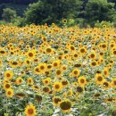 구미 해바라기 축제 이미지