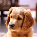 우리강아지 이미지