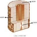 마구리면(end grain) 이미지