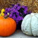 플라워&홈가드닝 이미지