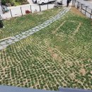 더멍멍컴퍼니 이미지