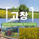세븐일레븐 전북고창해리점 | 전북 고창 여행 유채꽃 청보리밭축제 후기(드라마 촬영지,YTN 깜짝 출연)