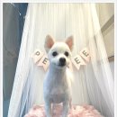 펫트리동물의료센터 이미지