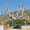 흑산 사촌서당 이미지