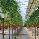 오백농장 | 논산 아이랑 딸기체험 온누리딸기농장 내돈내산