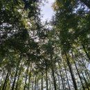 장태산휴양림 이미지