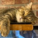 집사의하루 연남점 | 연남동 유기묘 고양이카페 집사의 하루 연남점 방문 후기