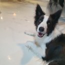 개꿀잼 애견카페 이미지