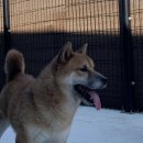 시바견 전문 가도켄넬 이미지