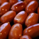 피트니아 이미지