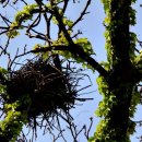 광령지석묘 1호 이미지