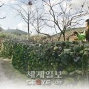 상학돌담길마을 이미지