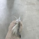 너구리 유격대 이미지