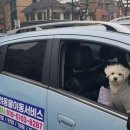 순돌이네펫택시 이미지