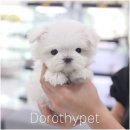 광주강아지분양 고양이분양 도로시펫 이미지