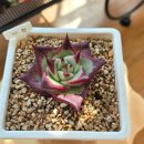 우혁농장 이미지