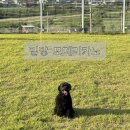 포메리카노 이미지