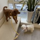 소원동물병원 이미지