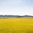 고살메갈꽃체험마을 이미지