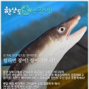 바다장어 이미지