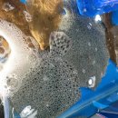 칠칠 | 대천항수산시장 내돈내산후기 칠칠수산 도다리회