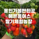 대산2농장 | 용인가볼만한곳 헤븐온어스 딸기체험농장 아이들과 동물먹이주기체험 딸기수확체험 후기