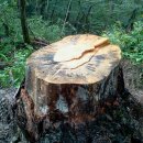 그루터기 이미지