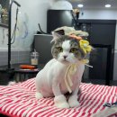 크리스타일 이미지