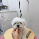 도그 살롱초코 이미지