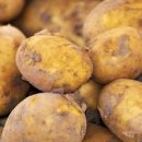 감자수북 이미지