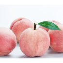 핑크홀리 이미지