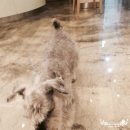 견우동물병원 이미지