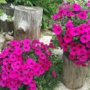 핑키마린펜션 이미지