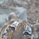 서울대공원 이미지