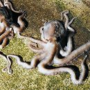 낙지가와 이미지