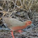 쇠뜸부기사촌 Ruddy-breasted Crake 290 이미지