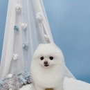 견생의하루 펫살롱 일산본점 이미지