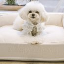 아띠멍멍 이미지