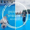 도그애견 | 강아지수영장 안성 원더풀 도그베이 애견운동장 후기