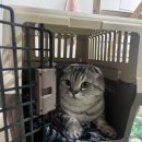 고양이 미용실 냥냥박사 이미지