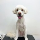 펫밀리쌀롱 이미지