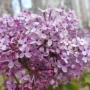 수선화노래연습장 이미지