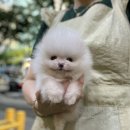 김해 강아지분양 고양이분양 도그하우스 외동점 네이버블로그