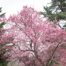 덜 알려져서 한적한 서울시 벚꽃명소 이미지