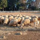 이&장 목장 이미지