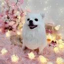 가장 아름답개 이미지