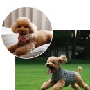 호텔펫코리아 이미지