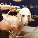 올리스(위례) | 위례 셀프애견목욕, 애견미용 가능한 올리스위례점 이용해 봤습니다