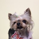 쿨독펫샵 이미지