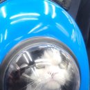 뽀삐살롱 이미지